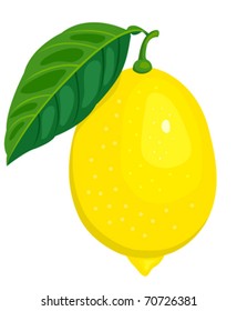 The lemon and leaf. Isolated on white. Vector illustration.