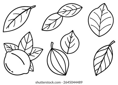Lemon Leaf Line Art Detailed Drawing for Botanical Illustration