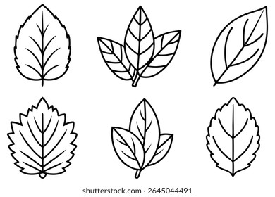 Lemon Leaf Line Art Detailed Drawing for Botanical Illustration
