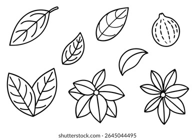 Lemon Leaf Line Art Detailed Drawing for Botanical Illustration
