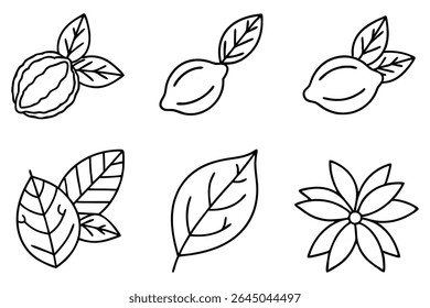 Lemon Leaf Line Art Detailed Drawing for Botanical Illustration