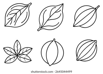 Lemon Leaf Line Art Detailed Drawing for Botanical Illustration
