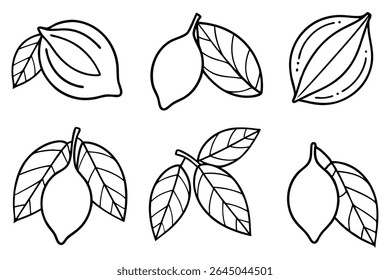 Lemon Leaf Line Art Detailed Drawing for Botanical Illustration