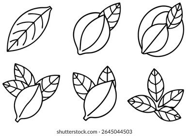 Lemon Leaf Line Art Detailed Drawing for Botanical Illustration
