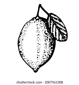 Limón con hoja, ilustración vectorial, dibujo manual