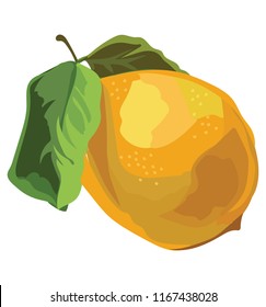  Lemon with leaf.Vector colorful illustration isolated on white background.