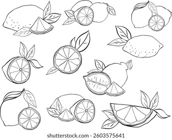 Lemon with leaves black and white composition set. Vector graphic line ink illustration in transparent background. art for food design, recipe, cook book, packages, menu
