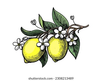 Lemon with leaves and blossom ink style. Lemon hand drawn vintage color vector