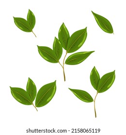 Lemon leaves. Lemon branches vector illustration on a white background. A set of tree branches.