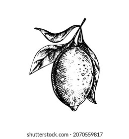 Lemon with leaves and flowers, doodle black ink drawing, woodcut style