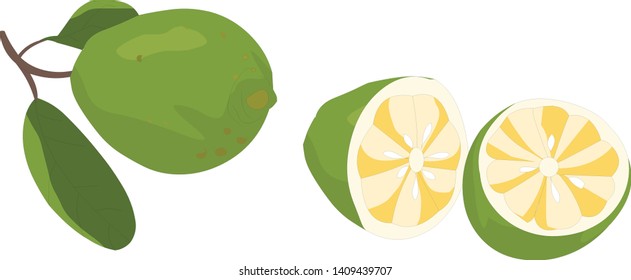 Lemon with leaves on white - vector