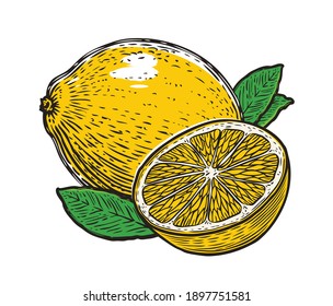 Lemon with leaves. Organic nutrition healthy food. Fruit vector