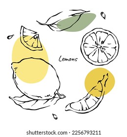 Lemon with leaves outline hand drawn elements design collection with yellow and green abstract color spots. Vector citrus fruit illustrations set on white background.