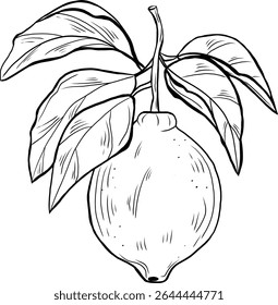 Lemon with leaves outline is perfect for coloring books, kitchen wall art, packaging design, and vintage-style projects. Minimalist citrus fruit sketch in engraving-inspired 