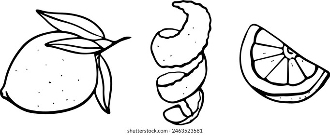 Lemon with leaves, peel and slice hand drawn illustration. Black and white line drawing isolated on background. Citrus fruit illustration for design and print.