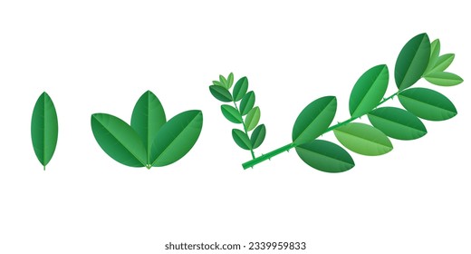 lemon leaves set closeup isolated on white background. Lemon background. Realistic lemon green leaf.