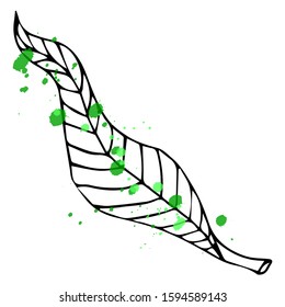 Lemon leaves vector illustration. Sketch fruit clipart. Handwritten Doodle. Green design element. Shop sign, menu.