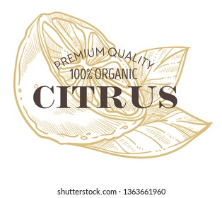 Lemon or lime citrus fruit isolated icon with lettering vector food shop or grocery store vitamin product silhouette marketplace emblem or logo sour taste organic nutrition cooking ingredient.