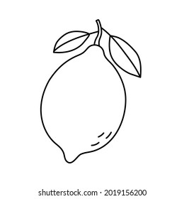 Lemon or lime. Citrus fruit sketch. Black line icon. Vector illustration for coloring book