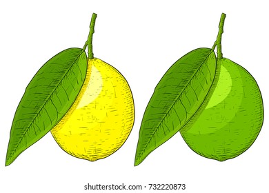 Lemon and lime. Colored hand drawn sketch. Vector illustration isolated on white background