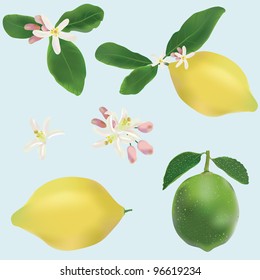 Lemon and lime fruits and flowers icon vector set