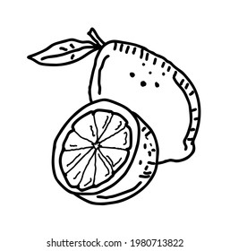 Lemon lime hand drawn illustration vector on white background