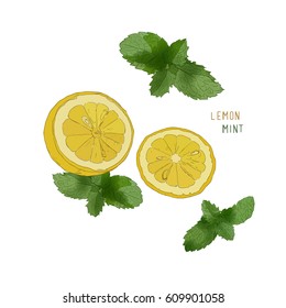 Lemon , Lime and mint ink sketch set.