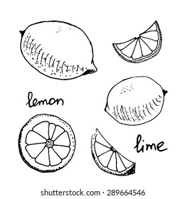 Lemon and lime and their parts isolated/ Hand drawn monochrome vector illustration