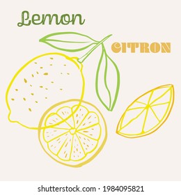 Lemon line art hand-drawn multicolor modern vector illustration. Colorful line art exotic fruit design.