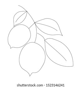Lemon. Line art logo, icon, label
