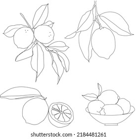 lemon line art , lemon sketch 
