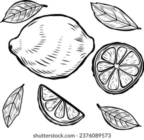 Ilustración vectorial de dibujo de línea de limón.