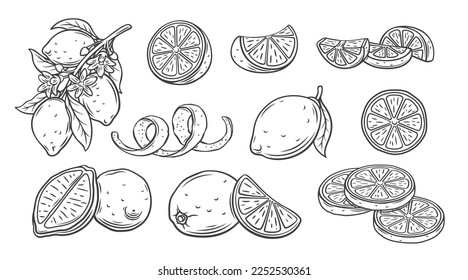 Lemon line icons set vector illustration. Hand drawn outline whole citrus with peel and natural fruit cut into different pieces and circle slices, twists of lemon zest and branch of blossom and leaves