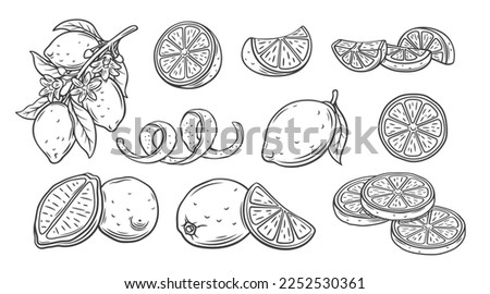 Lemon line icons set vector illustration. Hand drawn outline whole citrus with peel and natural fruit cut into different pieces and circle slices, twists of lemon zest and branch of blossom and leaves