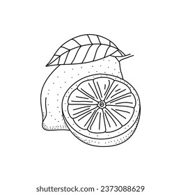 Lemon line icons vector illustration. Hand drawn outline whole citrus, lemon line icon