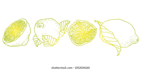 Lemon line illustration made in vintage pet style. There are  fruits, wedges and  halves of lemons with seeds. 