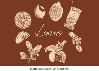 Lemon line sketch set. Hand drawn outline whole citrus with peel, natural fruit cut  pieces, circle slices, branch of blossom and leaves. Vector illustration.