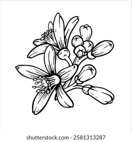 Lemon or mandarin blooming. Black and white simple composition of citrus flowers with buds. Hand drawn Ink sketch in engraving style for spring tableware and textile designs or weeding printing