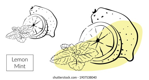 Lemon y quiso decir. Ilustraciones aisladas de vectores dibujadas a mano por vectores. Diseño de líneas, diseño de impresión, diseño de líneas