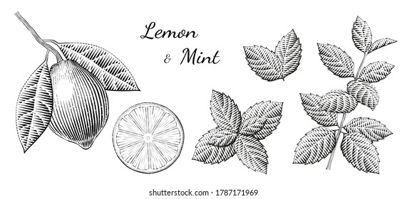 Lemon and mint elements in engraving style