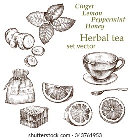  Lemon, mint, ginger,  . Hand drawn illustration.  Herbal tea.  