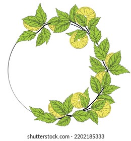 Lemon and mint wreath vector stock illustration. A vignette flowers. Template for an invitation card. A circle of fresh herbs and leaves.  Isolated on a white background.