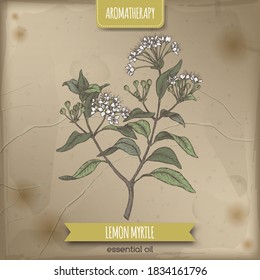 Lemon myrtle aka Backhousia citriodora color sketch on vintage background. Aromatherapy collection. Great for traditional medicine, perfume design, cooking or gardening.