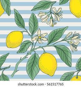 Lemon with nautical striped. Seamless pattern. Floral background with citrus plants. Vector illustration.