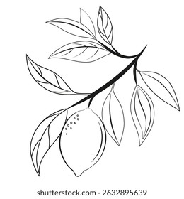 Lemon on a branch black and white image. Tropical fruits drawing isolated on white background. Lemons with leaves vector illustration. Flat style.