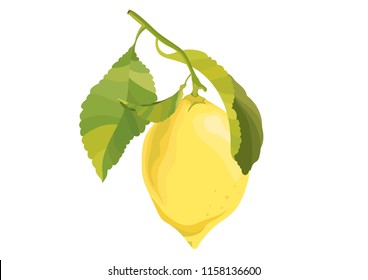 Lemon on a branch. Isolated element on a white background. Vector illustration.