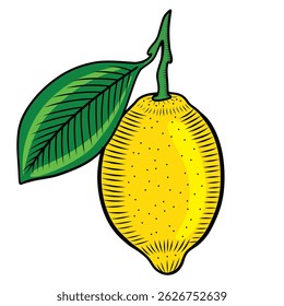 Lemon on a branch with a leaf vector color illustration in sketch style. Shaded drawing of yellow citrus fruit on isolated background. Line art for packaging and design.