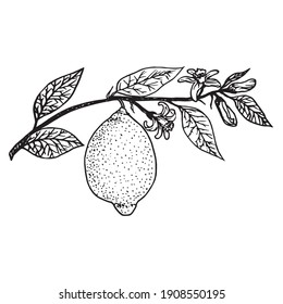 Lemon on branch with leaves and flowers, doodle black ink drawing, woodcut style