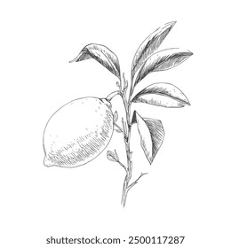 Lemon on Bush, Hand-Drawn Vector, Graphic Style, Cartoon Illustration, Black and White, Sketch Style, Isolated on White Background