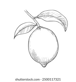 Lemon on Bush, Hand-Drawn Vector, Graphic Style, Cartoon Illustration, Black and White, Sketch Style, Isolated on White Background